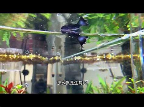 虎科宿舍外流 小魚死掉怎麼處理